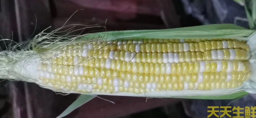 广州农产品配送告诉你,常见玉米的品种有哪些?(图5) 广州农产品配送告诉你,常见玉米的品种有哪些?(图5)